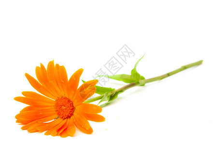 Calendula白背景上孤立图片