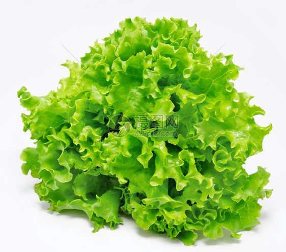 新鲜的绿色生菜被白色隔离图片