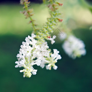 背景模糊的蝴蝶灌木白花图片