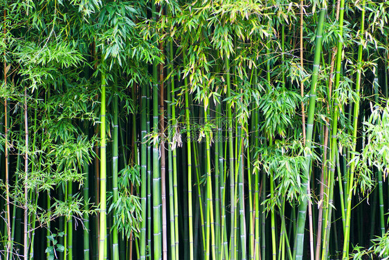 绿色竹子可用于自然背景图片