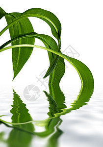绿叶上的水滴水中的倒影图片