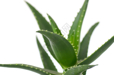 Aloevera叶片白图片