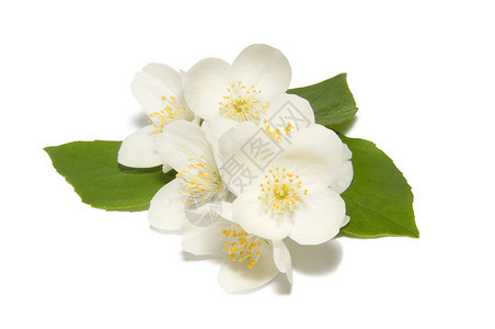 盛开的白色茉莉花叶子被白色背景隔离图片