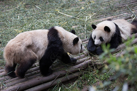 在Chengdu野生动物图片