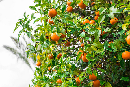 一棵橘子树图片