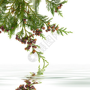 雪松柏树叶枝与松果在白色背景上的水面反射图片