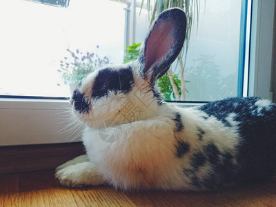 家宠物黑白兔子的紧闭躺在窗图片