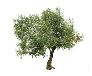 孤立在白色背景上的橄榄树图片