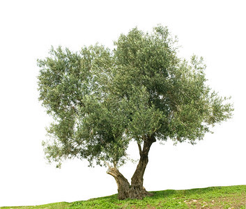 孤立在白色背景上的橄榄树图片
