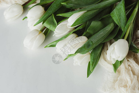 白色郁金香花的顶视图图片