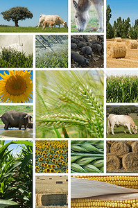 与关于农业和畜牧业的图片相拼凑在一图片