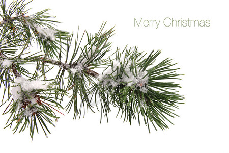 松树枝上覆盖着雪和圣诞快乐图片