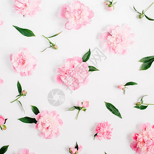 白色背景上粉红色牡丹花枝叶和花瓣的花卉图案图片