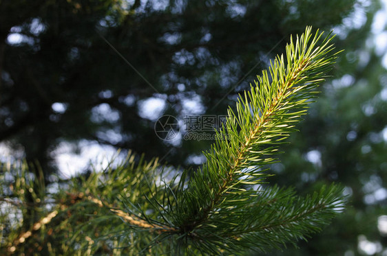 图片右侧是绿针松树的特写照片树枝末端的小松果背景中的松针模糊光线和图片