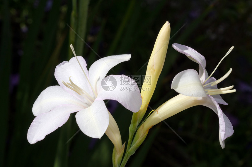 两朵长茎白色玉簪花图片