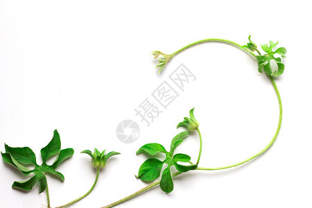 白色背景上的绿色匍匐植物图片