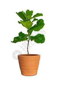 拉塔或利夫小叶树FakusLarata在白色背形上背景图片