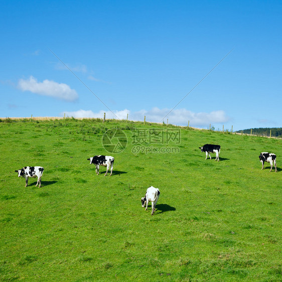 苏格兰牧场上的荷斯坦公牛图片