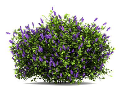 孤立在白色背景上的丁香花灌木图片素材