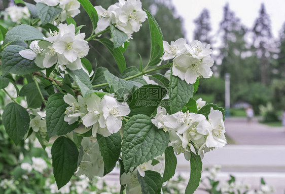 白茉莉花城市花园中闪图片