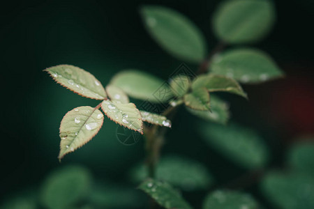 花园里的绿色植物美丽的绿叶图片