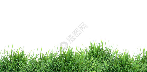 大自然概念白本绿色草背景图片