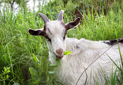 山羊在绿草上吃草背景图片