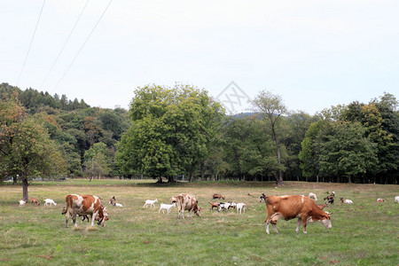 在绿草原上放牧牛图片