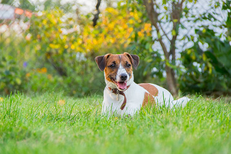 狗品种杰克罗素梗在草地上图片