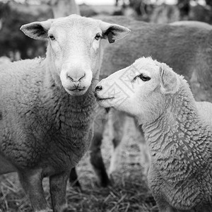 澳大利亚黑白的牧羊和羔在澳图片