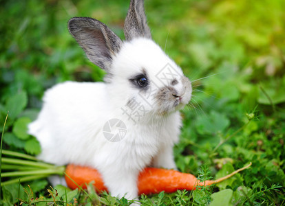 可爱的婴儿小白兔图片