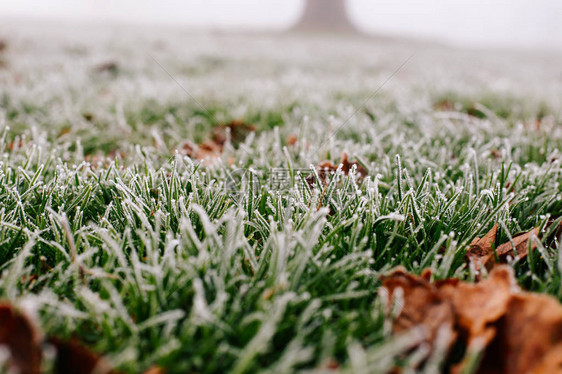 伦敦Broomfield公园寒冷的冬季清晨风雾中叶子和图片