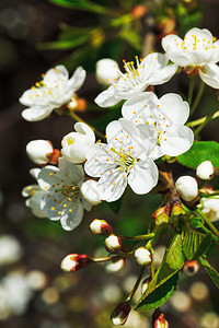 樱花的白色花朵在春图片