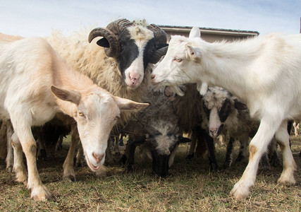 牧场上的牲畜绵羊和山羊群背景图片