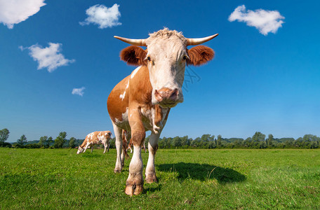 在阳光明媚的一天在田野中牛图片