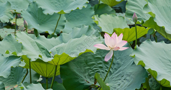 花园里的粉红色莲花图片