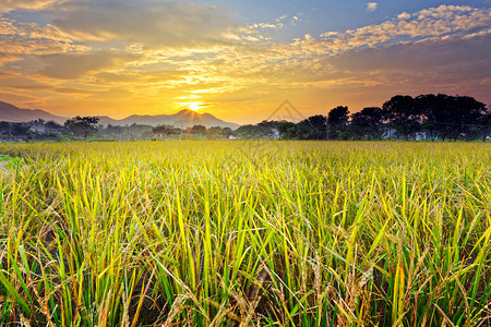 日落的稻田图片