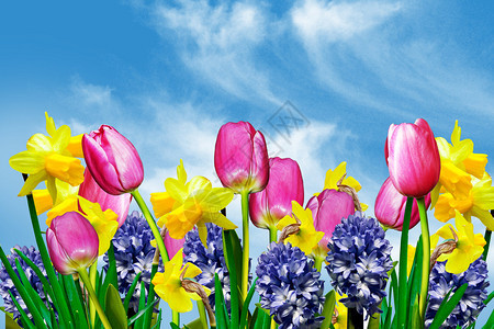 在蓝天背景的春天花与云彩图片