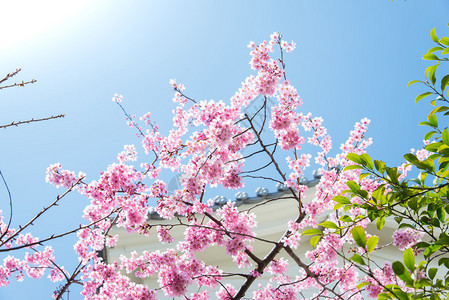 樱花或樱花图片