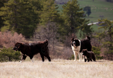 够狗,有小狗的保加利亚牧羊犬家庭背景
