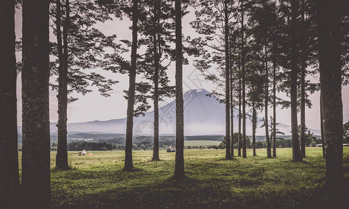 夏季富士山和管树图片