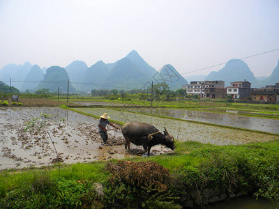 的杨水农民耕种土地用一头图片