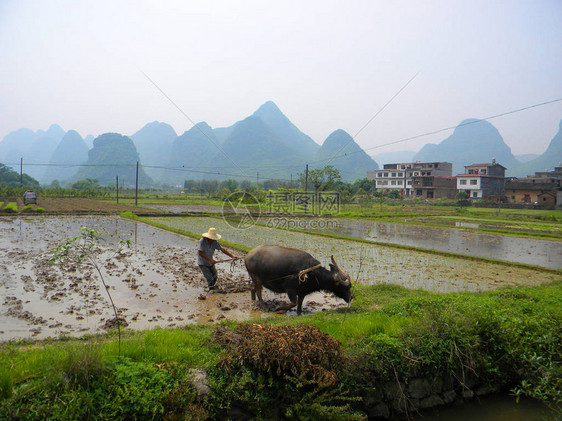 的杨水农民耕种土地用一头图片