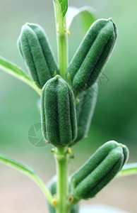 大自然中的青芝麻荚背景图片