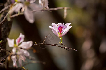 盛开的紫荆花紫色兰花树图片
