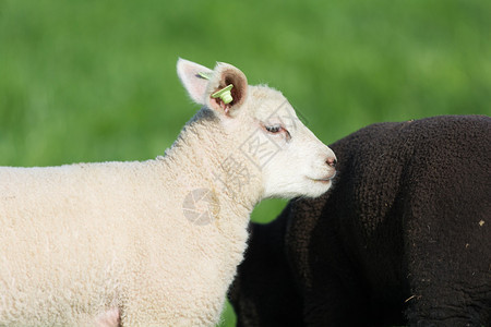 春天的小羊羔图片