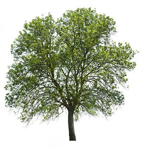 大树被白色绿叶隔离图片
