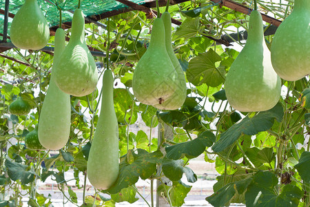 大棚栽培的葫芦冬瓜图片