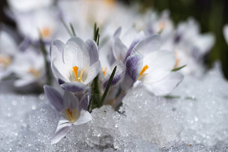 春天融化的雪花盛开的番红花图片