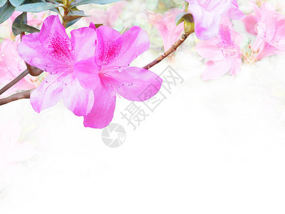 粉色阿扎莱亚或罗多登德龙花图片